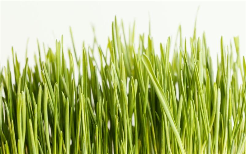 WHEATGRASS – Nature