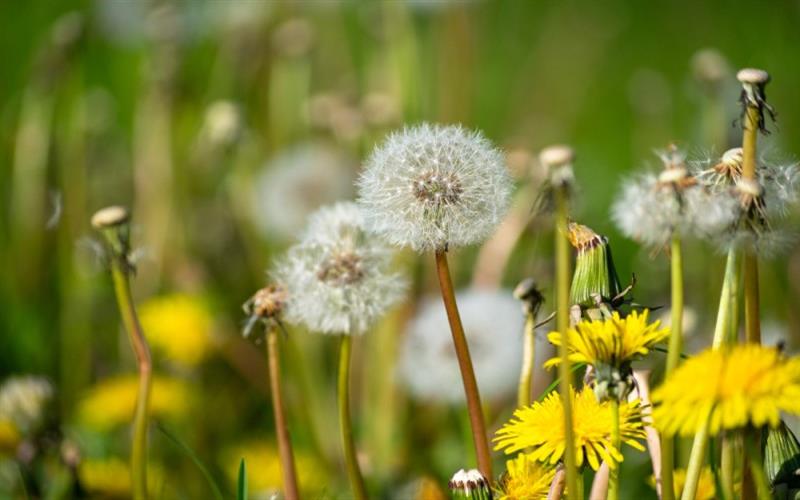 DANDELION GRASS – Nature’s Liver Cleanser